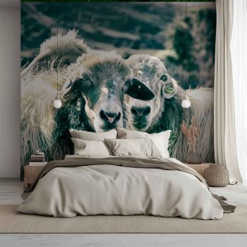 Fotografía de "Dos ovejas miran desafiantes protegiendo su manada" expuesta en el cabecero de un dormitorio