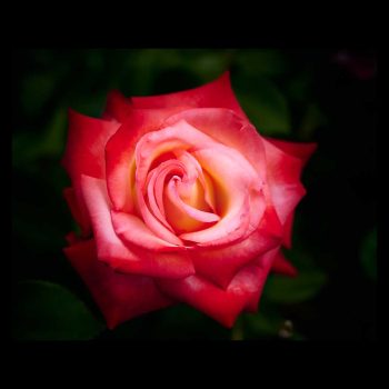 Rosa roja abierta muestra su esplendor bajo la luz del sol