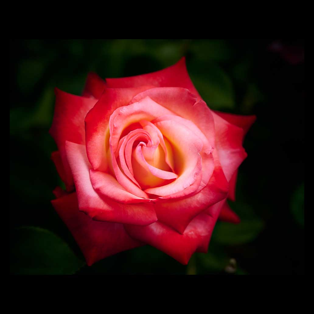 Rosa roja abierta muestra su esplendor bajo la luz del sol