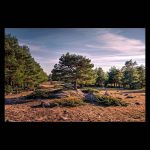 Un pino solitario emergiendo de una gran roca