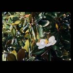 Flor de Magnolia destaca entre las hojas del Magnolio