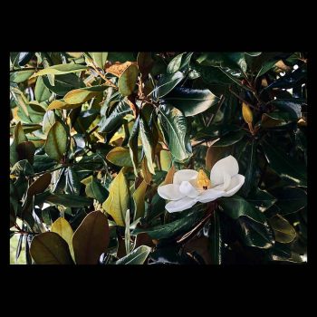 Flor de Magnolia destaca entre las hojas del Magnolio