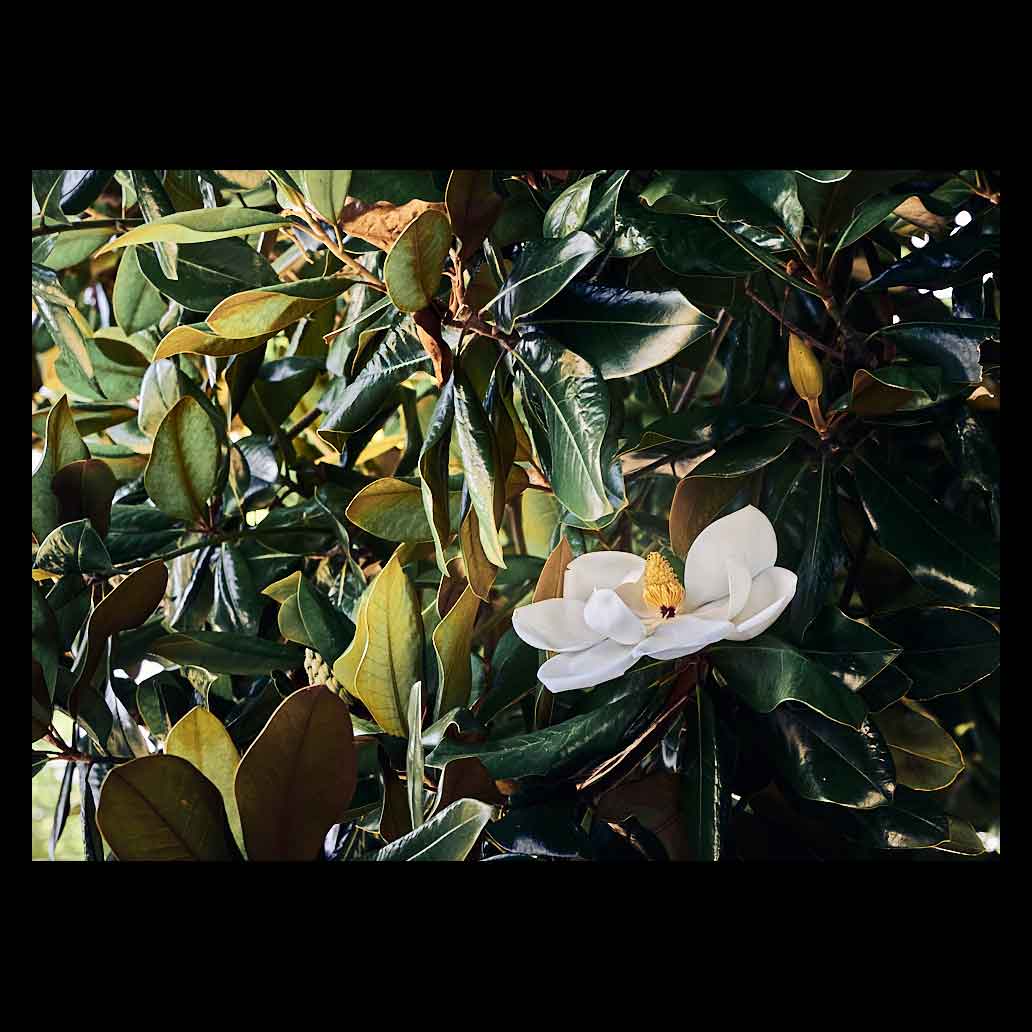 Flor de Magnolia destaca entre las hojas del Magnolio