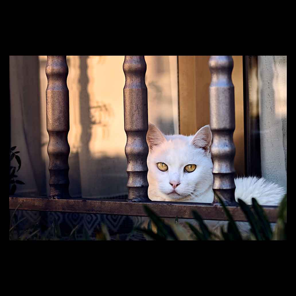 Gato de ojos amarillos miras tras una verja