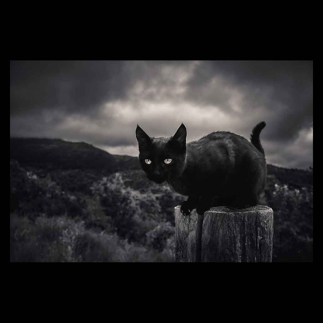 Silueta de un gato sentado sobre un poste de madera con un cielo de nubes oscuras y amenazantes al fondo, en una fotografía de alto contraste monocromática.